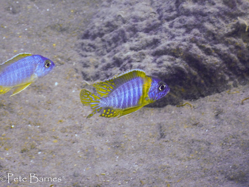 Aulonocara korneliae 'Chizumulu Island'